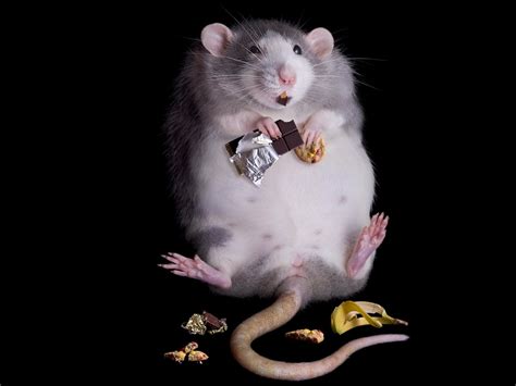 The Alchemy of Mouse-Eating: What Does it Mean in the Realm of Witchcraft?